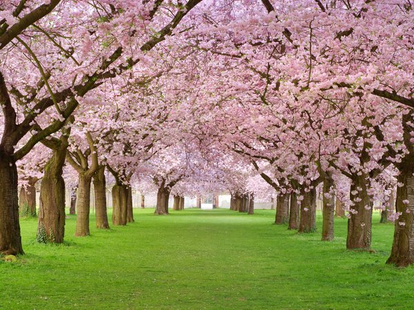 spring blossom, аллея, весна, деревья, красота, лепестки, розовая, цветение