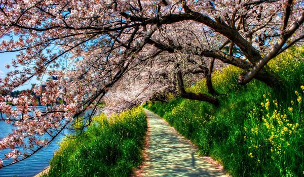 Обои на рабочий стол: hdr, весна, деревья, дорожка, зелёная, река, трава, цветущая сакура