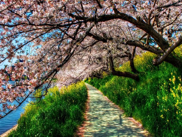 hdr, весна, деревья, дорожка, зелёная, река, трава, цветущая сакура