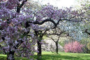 Обои на рабочий стол: весна, деревья, розовые, сад, цвет