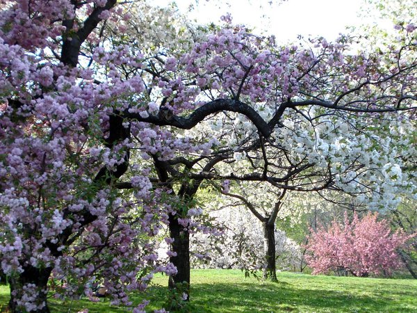 весна, деревья, розовые, сад, цвет