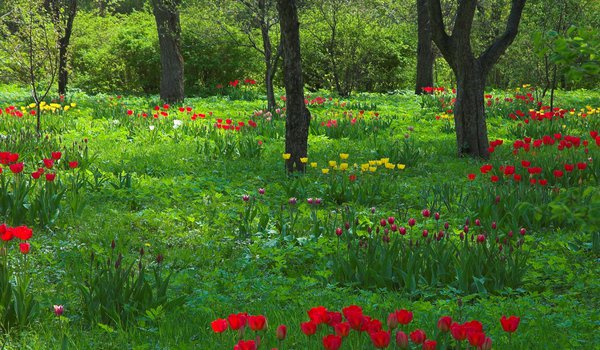Обои на рабочий стол: весна, деревья, природа, сад, стволы, тюльпаны