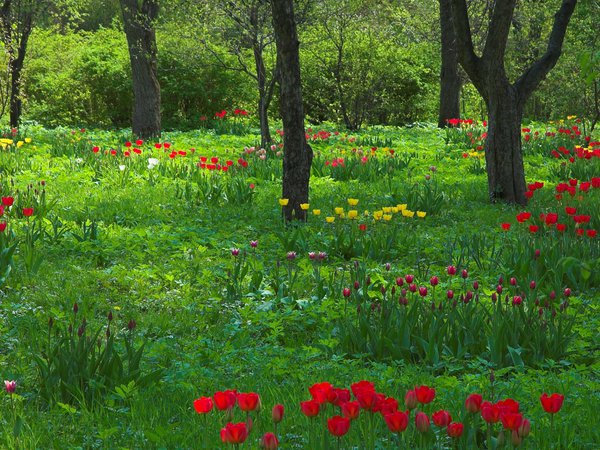 весна, деревья, природа, сад, стволы, тюльпаны