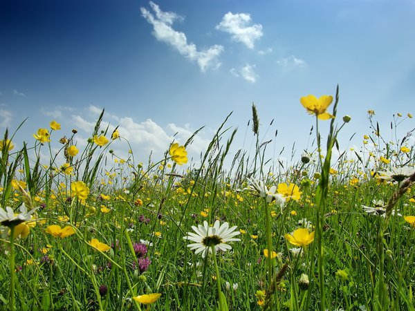 Обои весна, зелень, небо, поляна, ромашки, трава, цветы на рабочий стол,  раздел Природа, скачать. Обои на рабочий стол, скачать бесплатно обои для  рабочего стола.