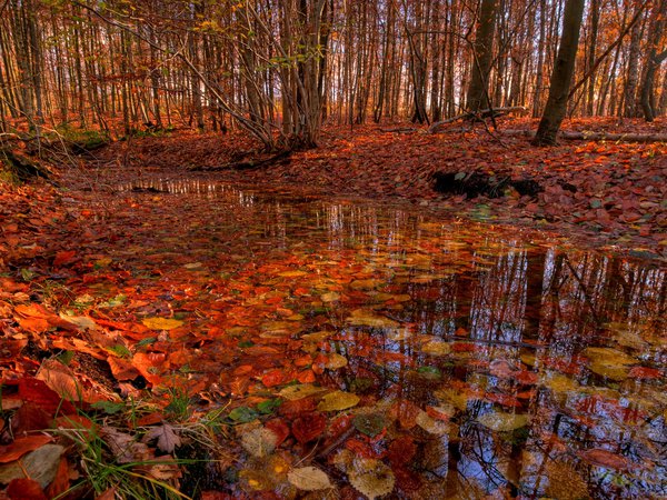деревья, лес, листва, осень, речка, ручей