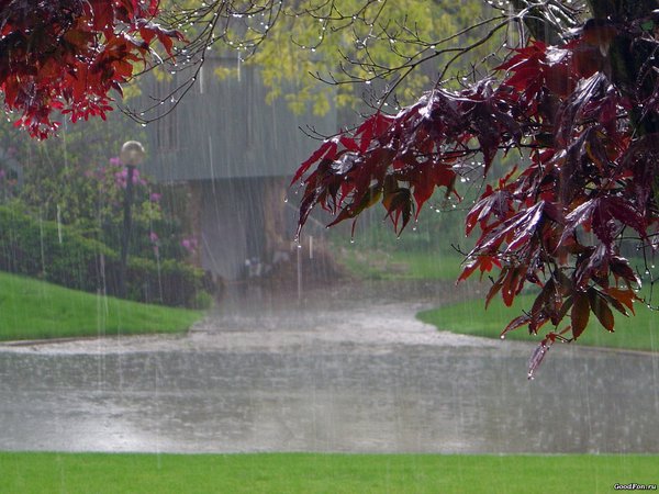 дерево, дождь, дом, дорога, клён, листья, парк