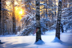 Обои на рабочий стол: зима, лес, природа, снег, солнце