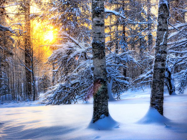 зима, лес, природа, снег, солнце