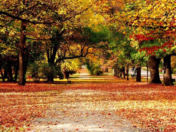 аллея, краски, листья, осень, природа
