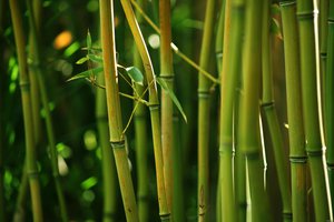 Обои на рабочий стол: bamboo, бамбук, заросли, зеленый, природа, стебли