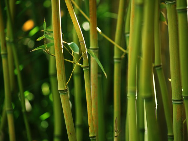 bamboo, бамбук, заросли, зеленый, природа, стебли