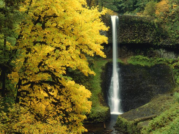 водопад, деревья, лес, осень, природа