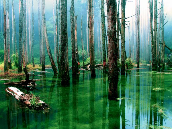 болото, вода, деревья, лес, природа, стволы, сухие