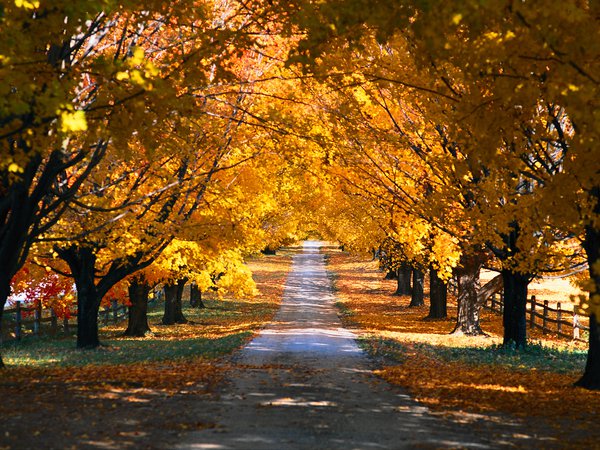 времена года, деревья, осень, парк, природа