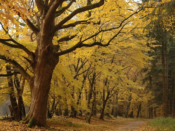 деревья, желтые, лес, лесопарк, листья, осень