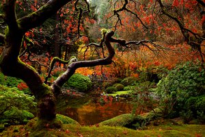 Обои на рабочий стол: люди, мост, осень, парк, природа, сад, японский