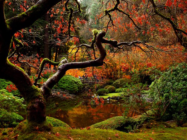люди, мост, осень, парк, природа, сад, японский