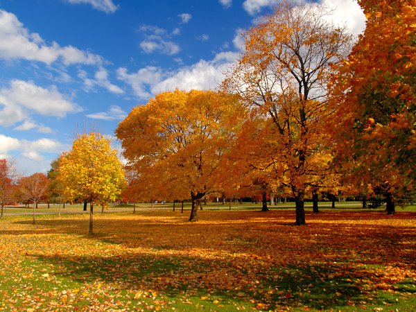 деревья, листва, небо, осень, парк, природа