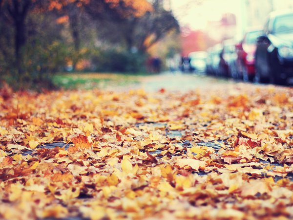 автомобили, листья, обочина, осень