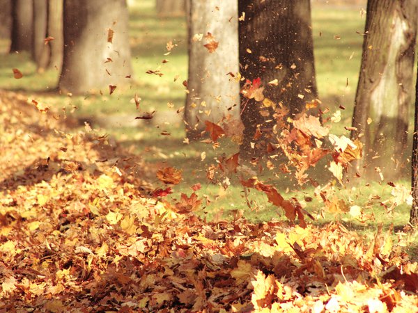 ветер, воздух, листья, осень, природа