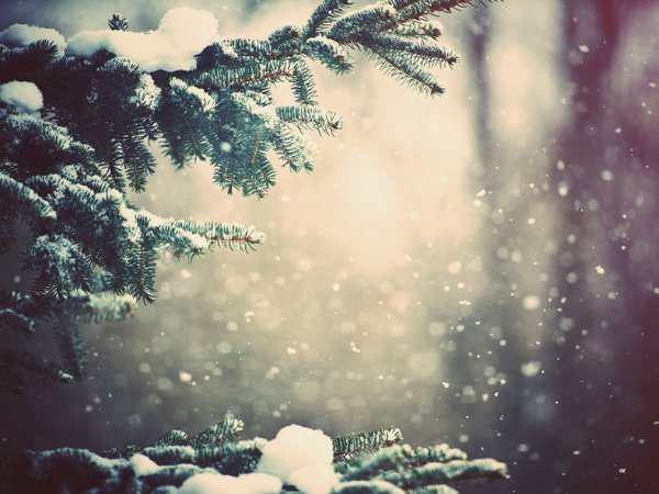 cосны, wallpapers, ветви, деревья, зима, лес, погода, природа, снег