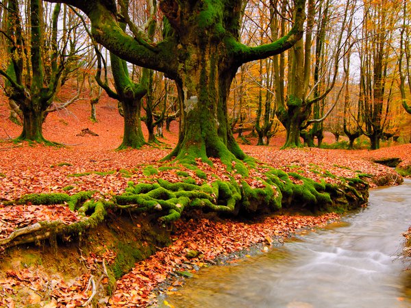лес, листва, осень, природа, ручей