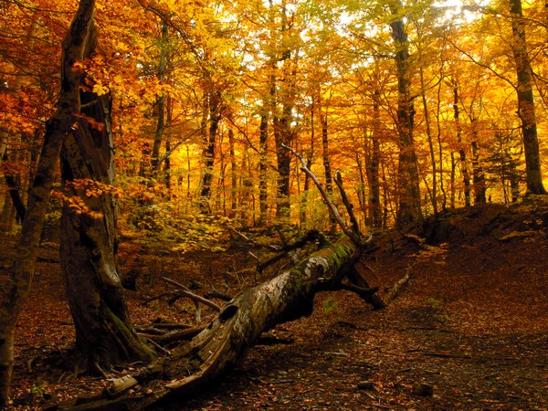 дерево, лес, осень, природа