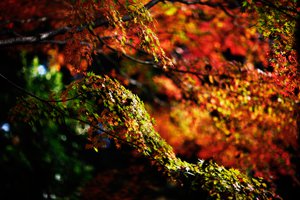 Обои на рабочий стол: ветки, листва, осень, природа