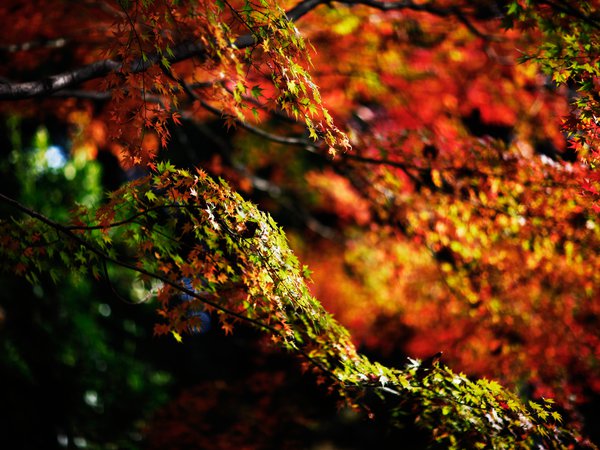 ветки, листва, осень, природа
