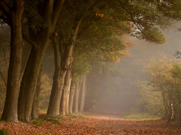 дорога, лес, листва, осень, природа