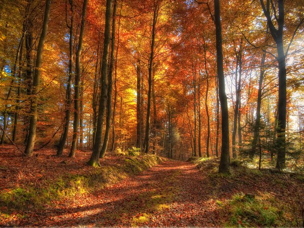 лес, осень, природа