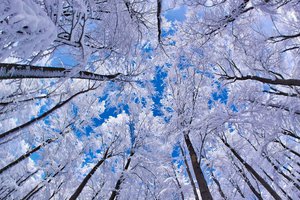 Обои на рабочий стол: деревья, зима, небо, снег