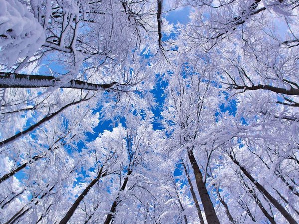 деревья, зима, небо, снег