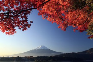 Обои на рабочий стол: ветки, вулкан, гора, дерево, осень, фудзияма, япония