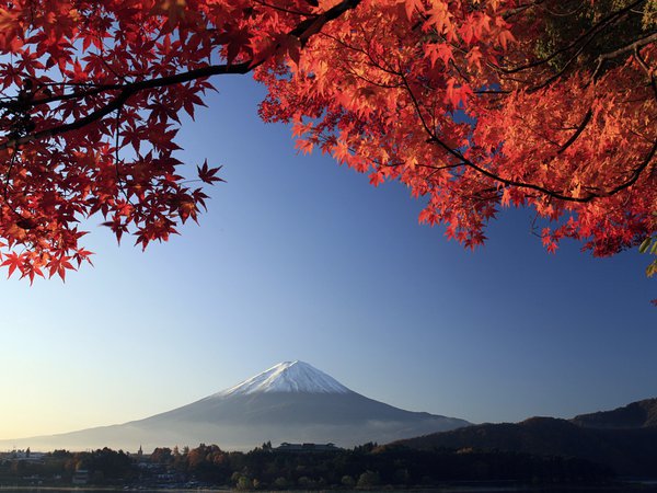 ветки, вулкан, гора, дерево, осень, фудзияма, япония