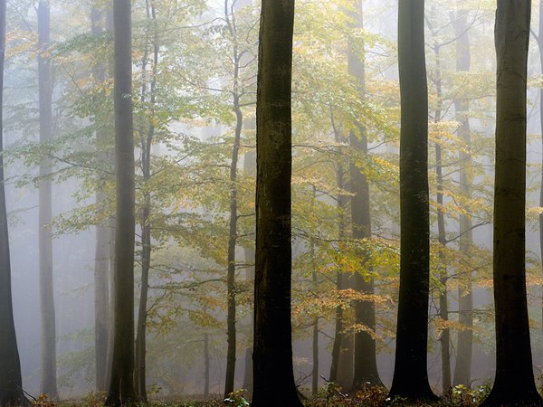 деревья, осень, туман