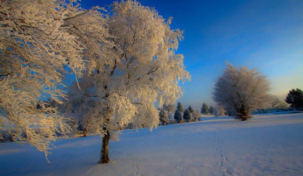 Обои на рабочий стол: дерево, зима, иний, природа, снег
