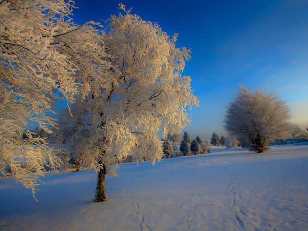 дерево, зима, иний, природа, снег
