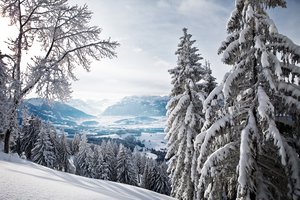 Обои на рабочий стол: горы, долина, ели, зима, лес