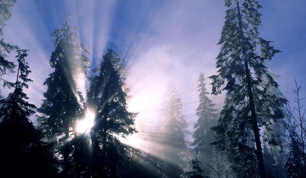 Обои на рабочий стол: деревья, зима, лес, снег, солнечные лучи
