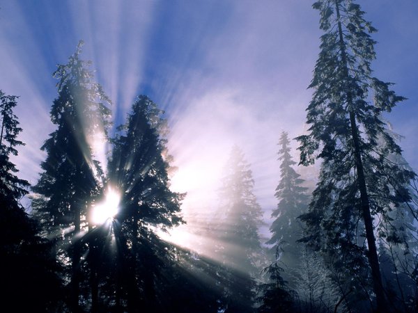 деревья, зима, лес, снег, солнечные лучи
