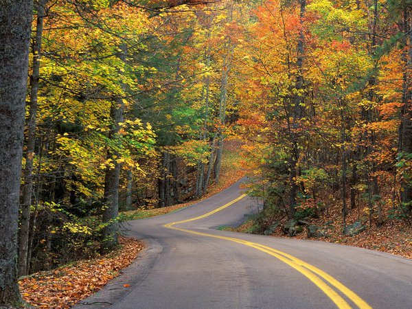 горка, деревья, дорога, лес, листья, осень, поворот, трасса