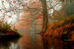 Обои на рабочий стол: вода, дерево, листья, осень