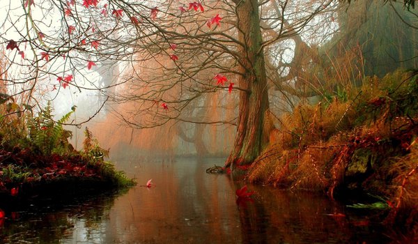 Обои на рабочий стол: вода, дерево, листья, осень