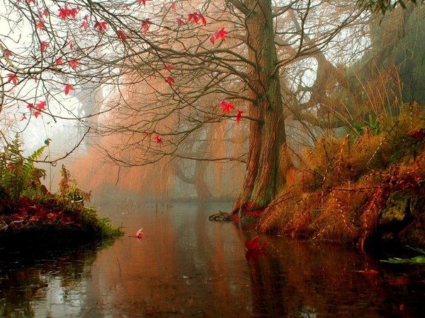 вода, дерево, листья, осень