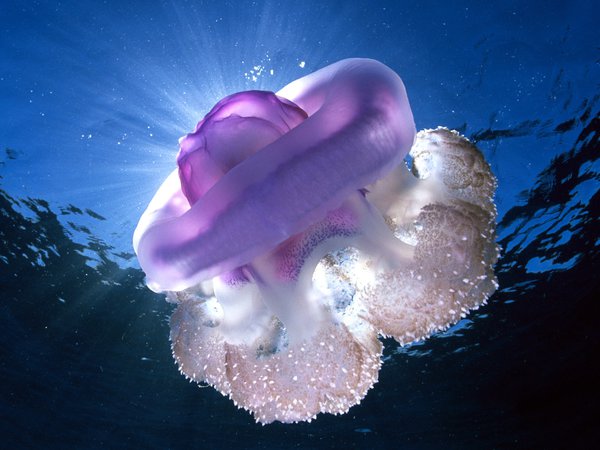 вода, лучи, медуза, мир, океан, подводный, свет