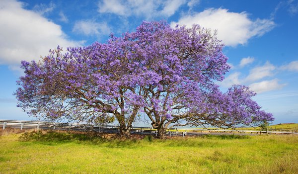Обои на рабочий стол: гавайи, дерево, Жакаранда, небо, облака, остров Мауи, трава, цветёт
