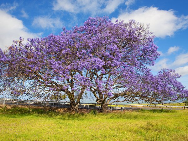 гавайи, дерево, Жакаранда, небо, облака, остров Мауи, трава, цветёт