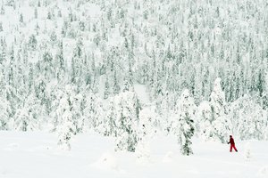Обои на рабочий стол: белый, деревья, ЗАПОРОШИЛО, зима, костюм, красный, лес, лыжи, лыжник, палки, снег, хвоя