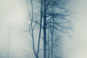 Обои на рабочий стол: деревья, природа, туман